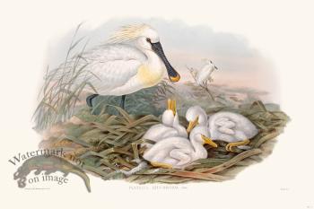 Gould Shore Bird 015